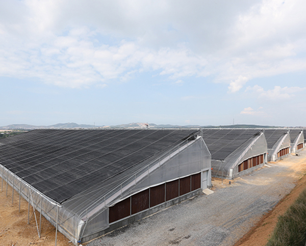 大（dà）連花棚采（cǎi）暖