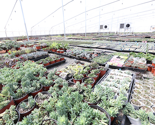 大連花棚采（cǎi）暖