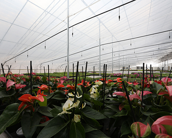 大連花棚采暖（nuǎn）