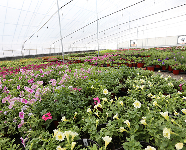 大連花棚采（cǎi）暖